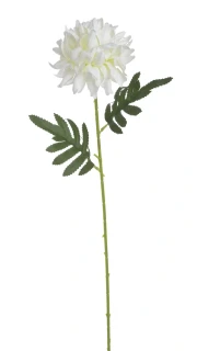 Canea chryzantema x1, 51cm 1