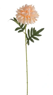 Canea chryzantema x1, 51cm 2