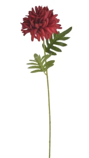 Canea chryzantema x1, 51cm 6
