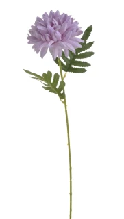 Canea chryzantema x1, 51cm 3