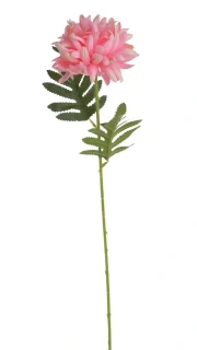 Canea chryzantema x1, 51cm 4