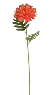 Canea chryzantema x1, 51cm 5
