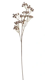 Canea gypsofila 1