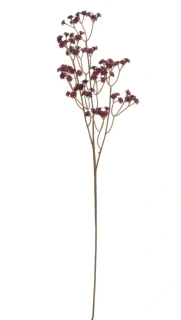 Canea gypsofila 2