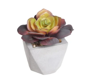Canea sukulent v květináči 10cm