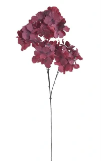 Canea hortenzie 1