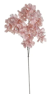 Canea hortenzie 2