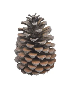 Canea ŠIŠKA Přírodní dekorace Pinus Maritima small - 1ks